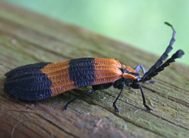 Calopteron reticulatum Calopteron reticulatum